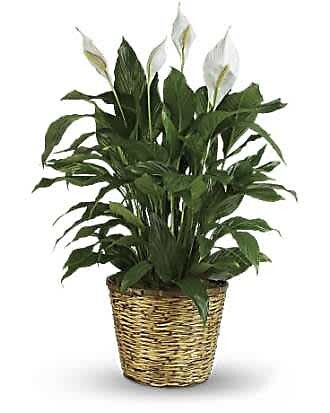 Spathiphyllum (Peace Lily) Large